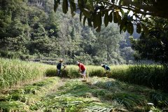 顺低结果园套种节水抗旱稻测产“量”丰