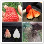 亚海棠宁玉草莓苗种植时间2025排名一览
